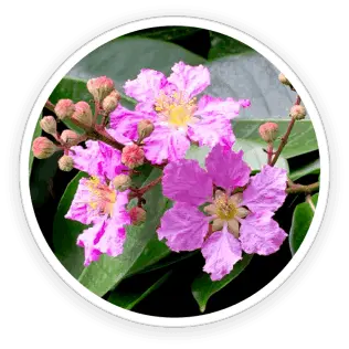 LeanBliss Corosolic Acid ingredient